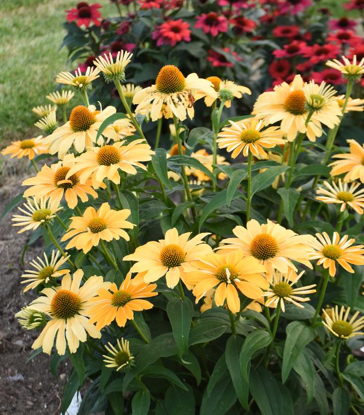 Echinacea x Color Coded® One in a Melon