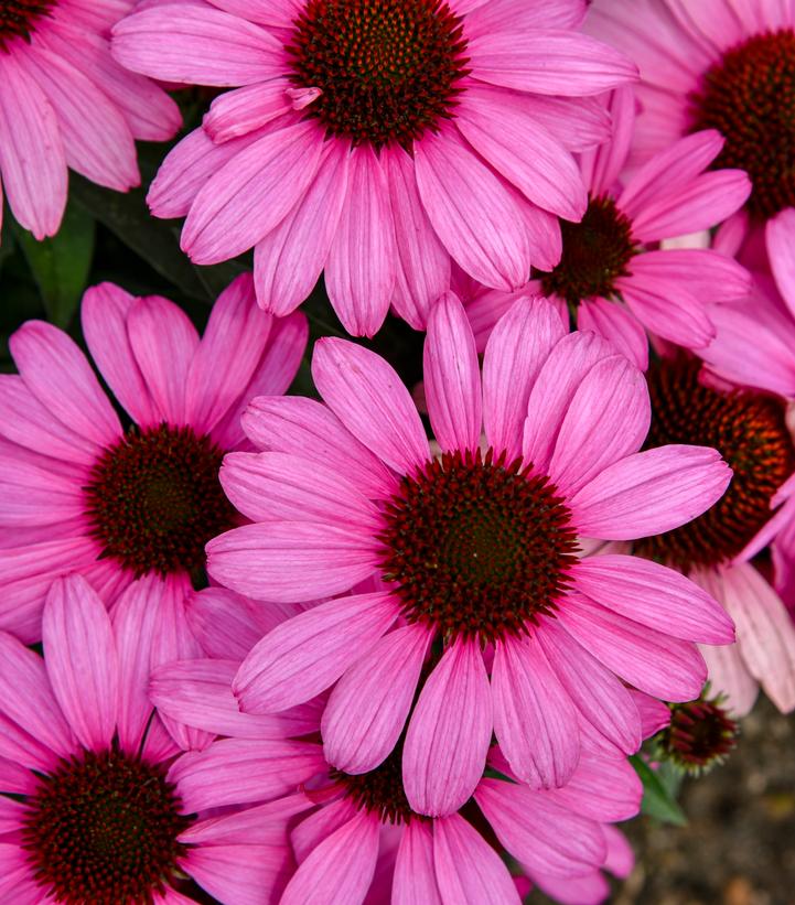 Echinacea x Color Coded® The Fuchsia is Bright