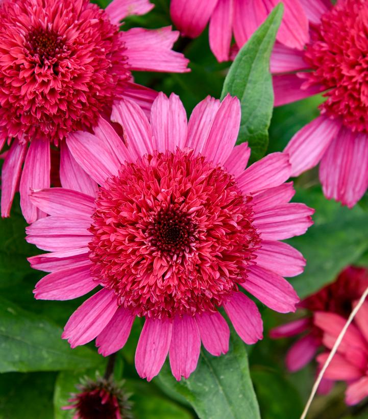 Echinacea x Double Coded™ Double Coded® Raspberry Beret