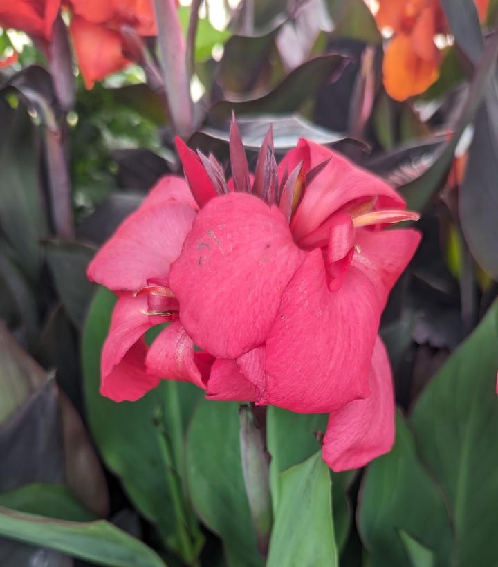 Canna x generalis Cannova® Rose