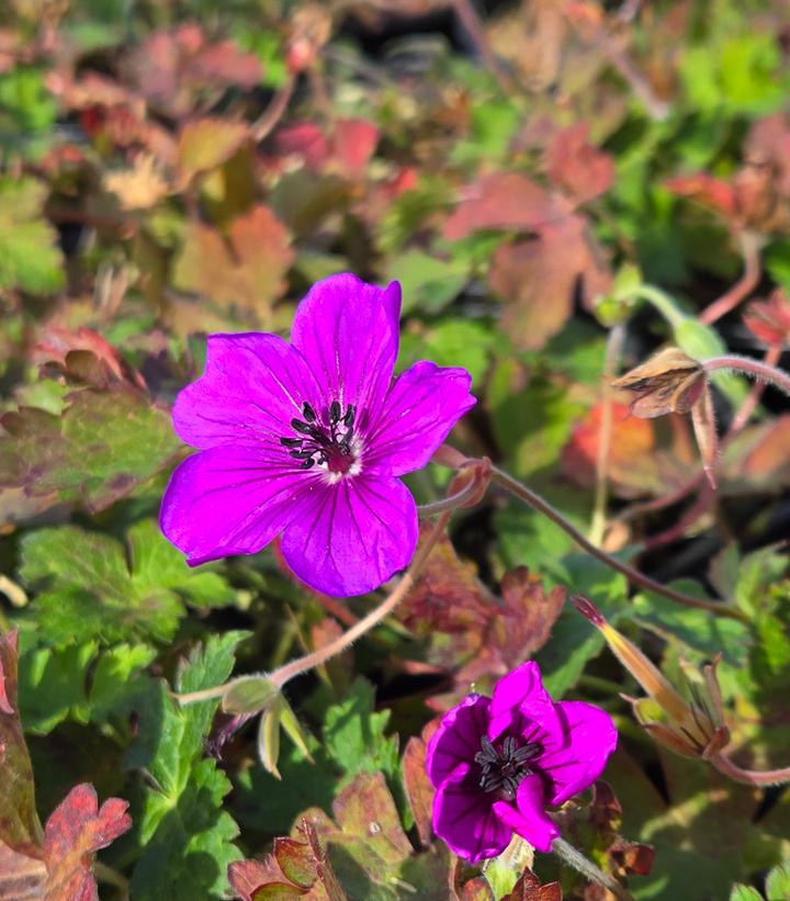 Geranium x wallichianum 'Hexham Velvet'