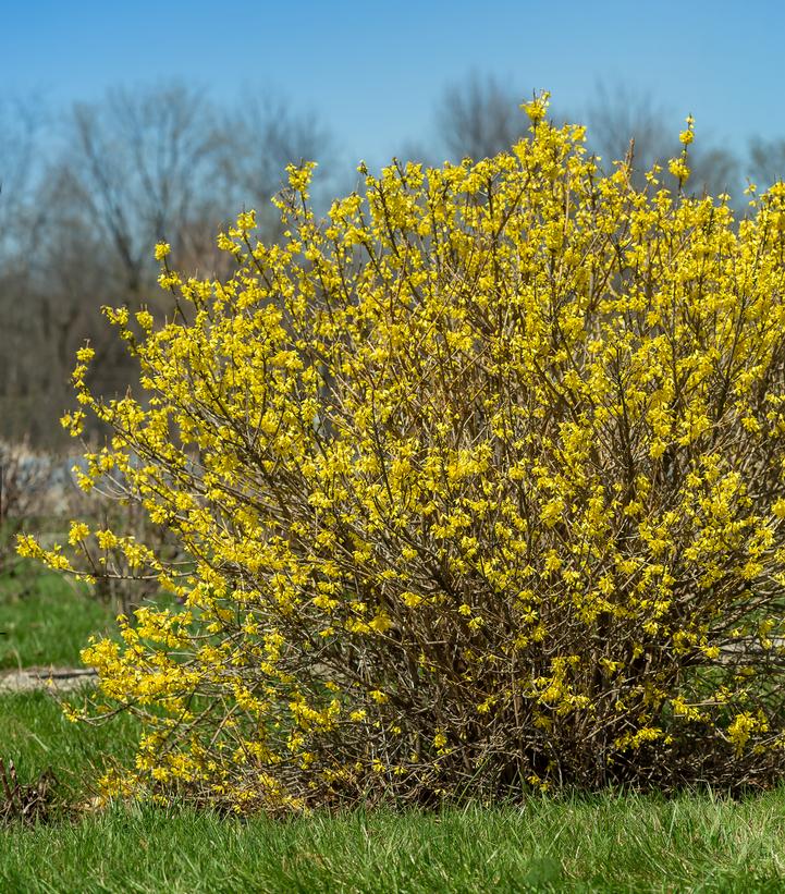 Forsythia x Spring Fling®