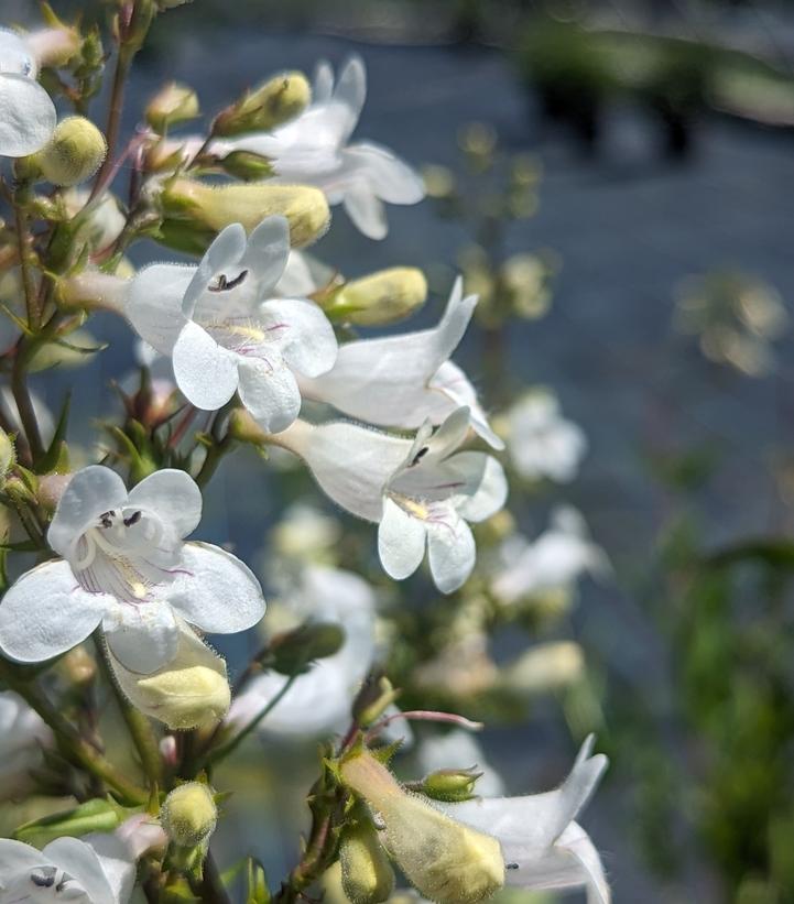 Penstemon digitalis 