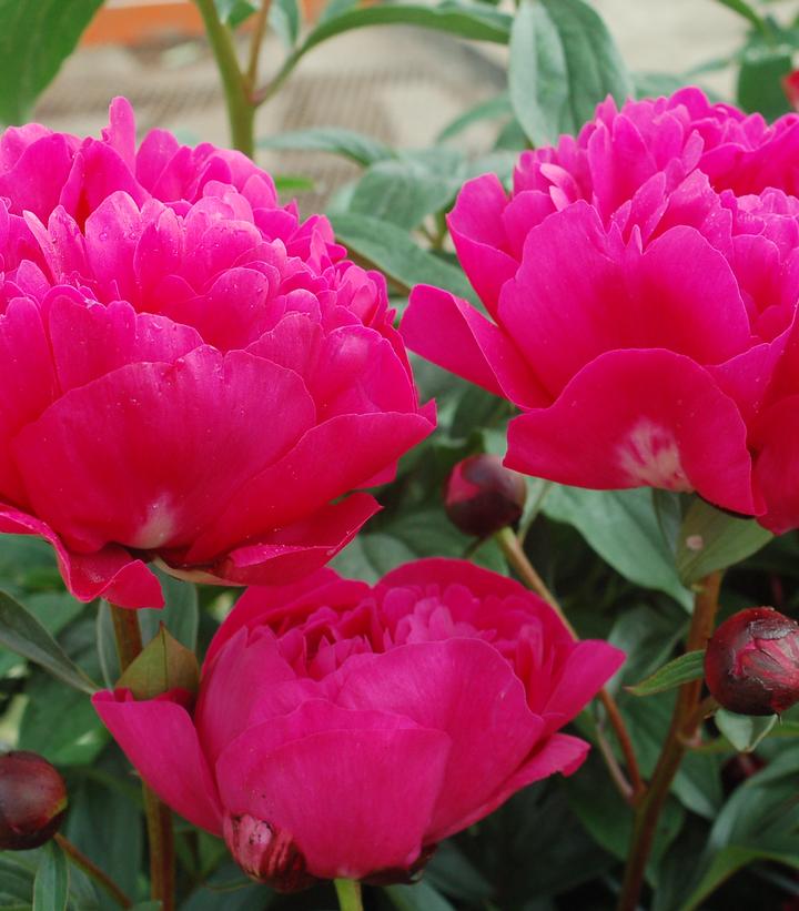Paeonia lactiflora 'Kansas'