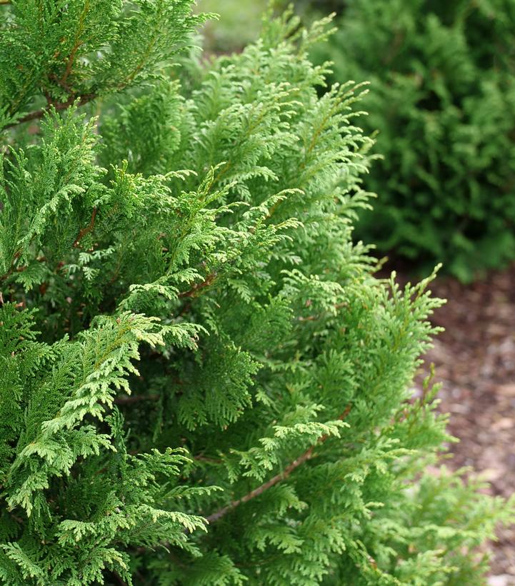 Chamaecyparis pisifera Cedar Rapids®
