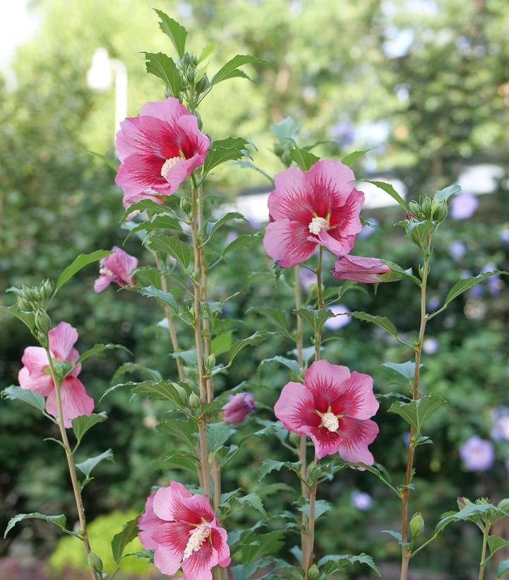 Hibiscus syriacus Red Pillar®