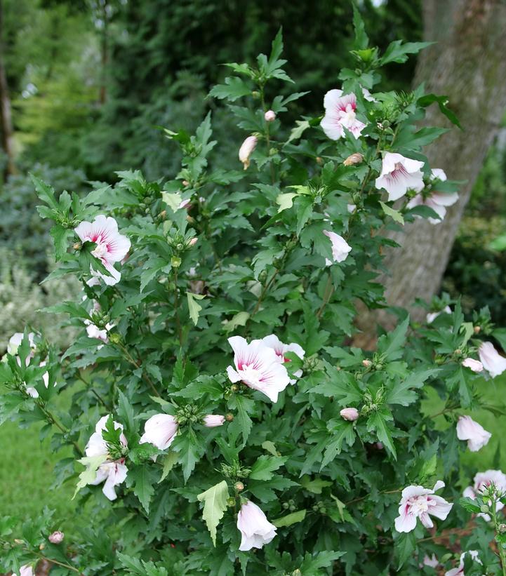 Hibiscus syriacus Starblast Chiffon™