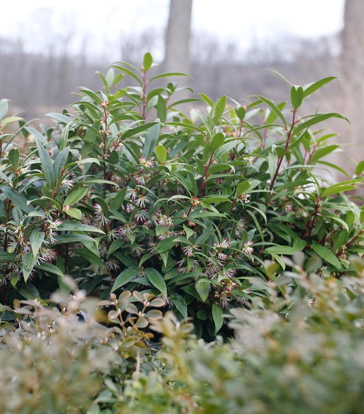 Sarcococca hookeriana Sweet & Lo™