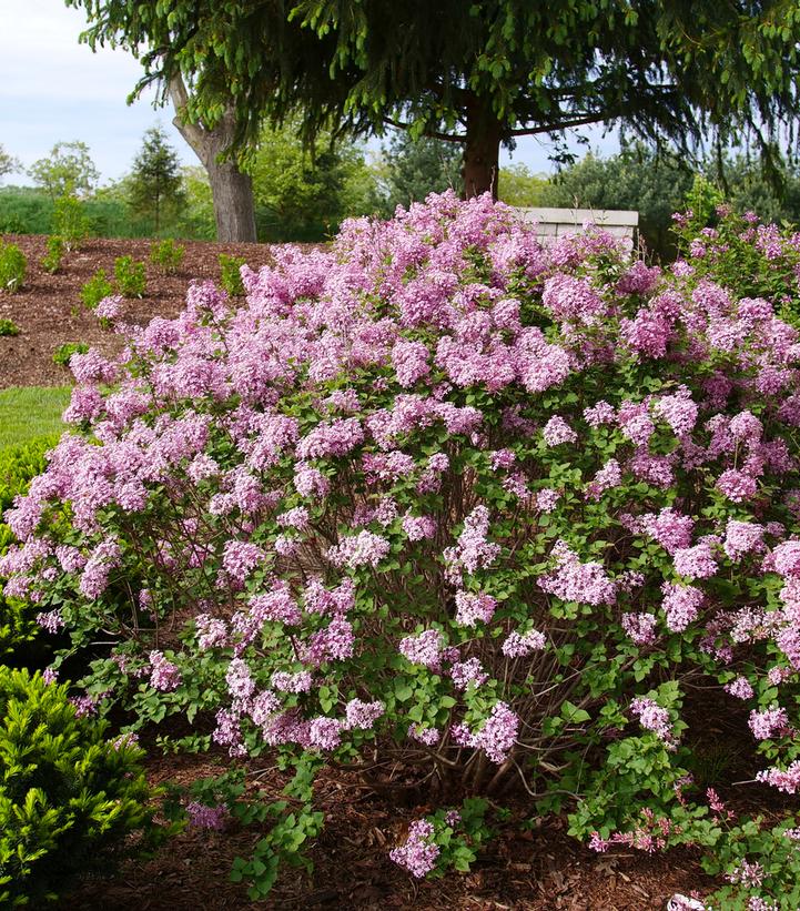 Syringa x Bloomerang® Purpink