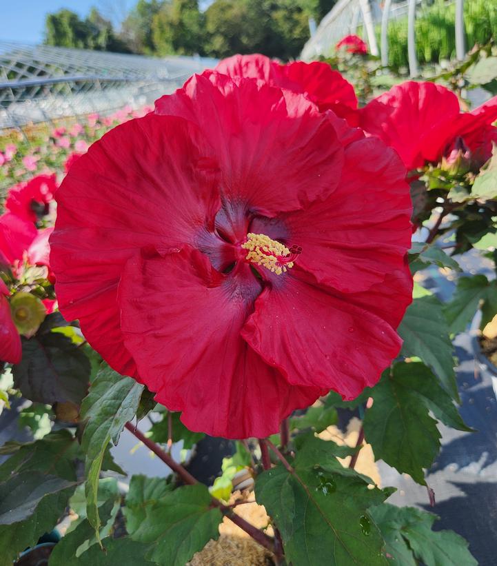 Hibiscus x Summerific® Valentine's Crush