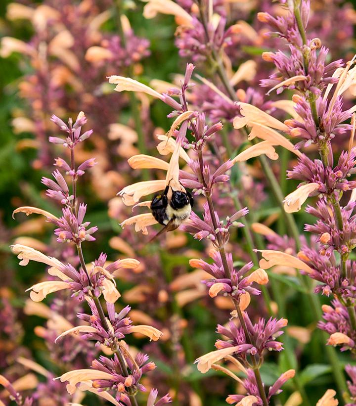Agastache x Meant to Bee™ 'Queen Nectarine'