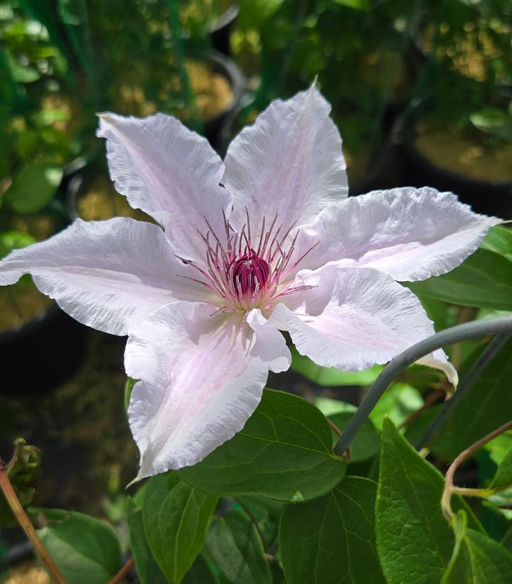 Clematis x 'Snow Queen'