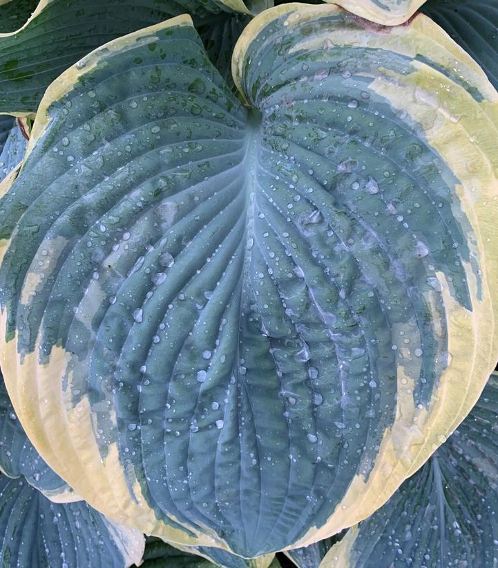 Hosta hybrid Shadowland® 'Gigantosaurus'