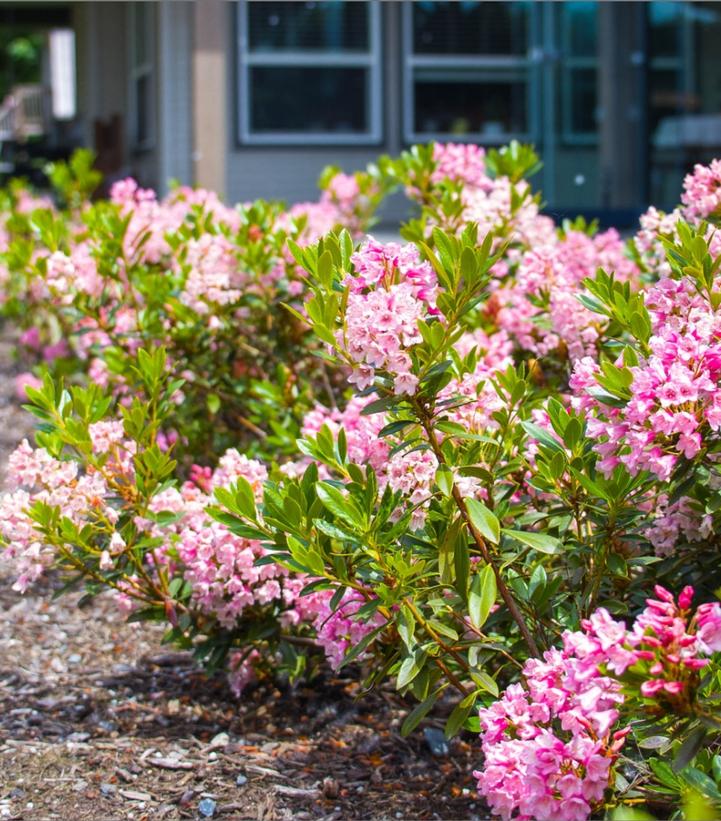 Rhododendron micrantha Bloombux® Magenta