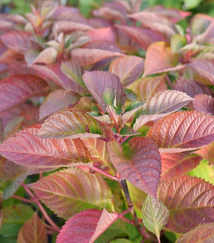 Hydrangea macrophylla Let's Dance Lovable™