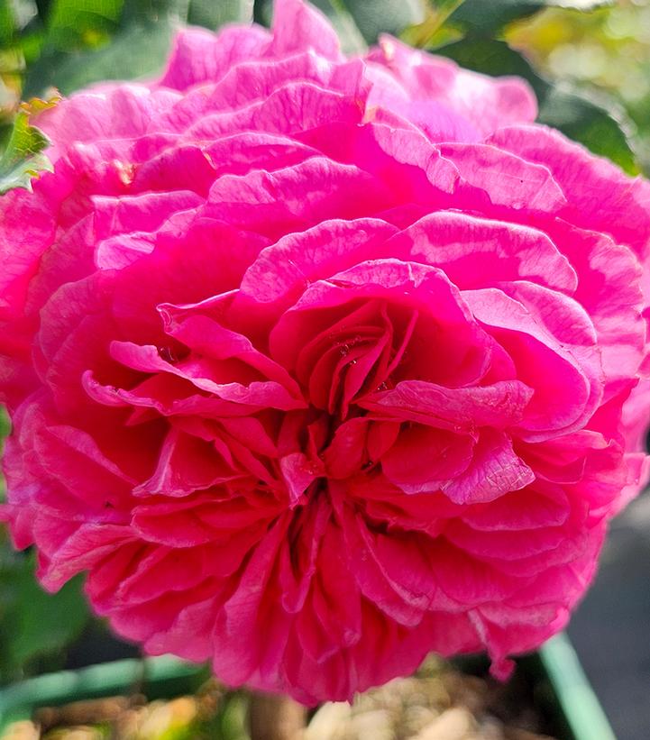 Rosa Gabriel Oak