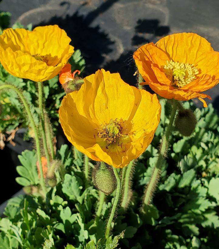 Papaver nudicaule 'Garden Gnome'