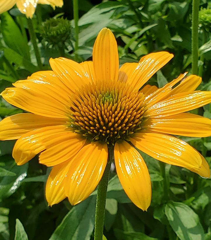 Echinacea x 'Sunmagic Vintage Mango'