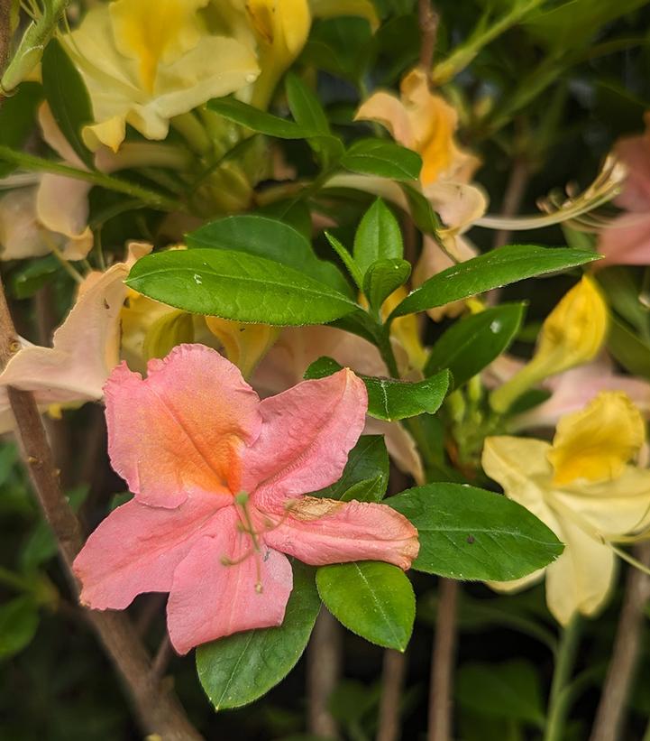 Azalea x 'Garden Rainbow'