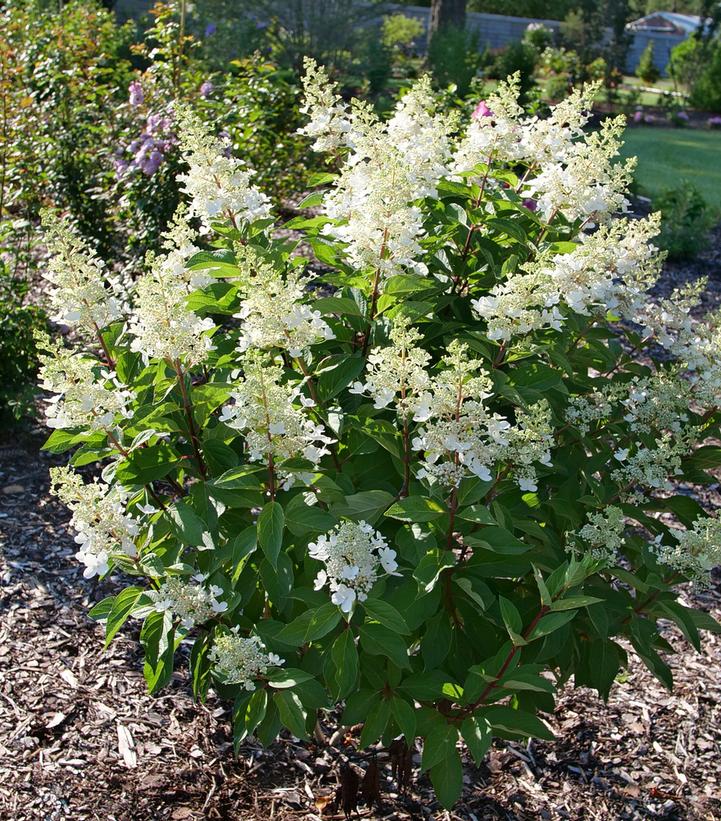 Hydrangea paniculata Pinky Winky Prime™