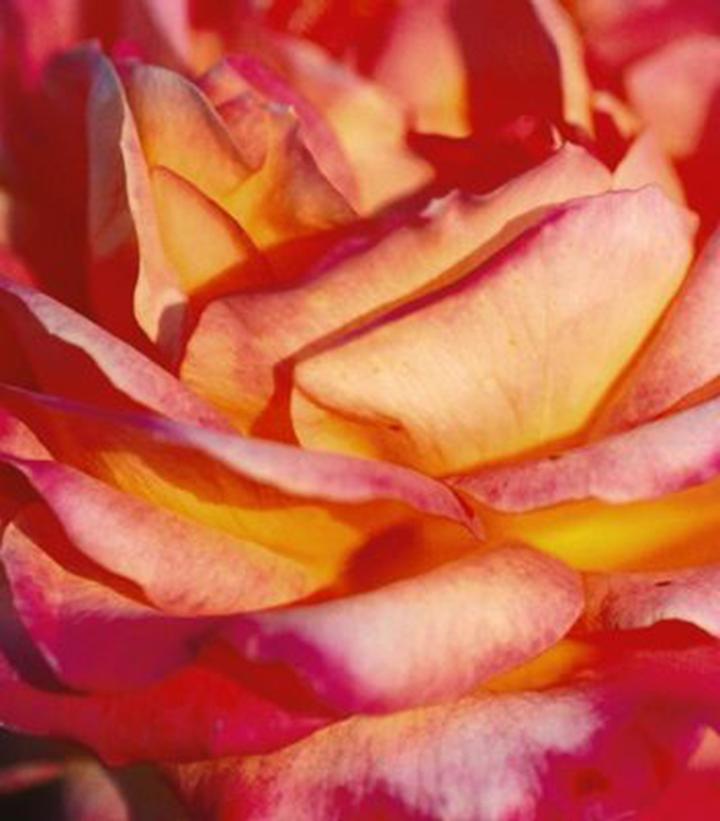 Rosa Love and Peace®