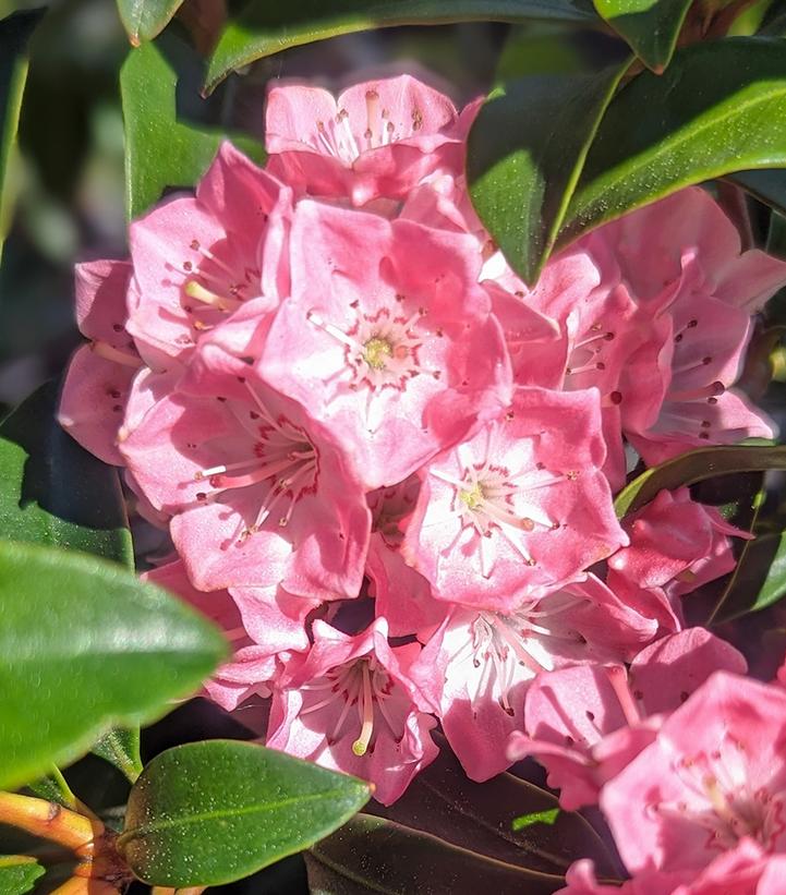 Kalmia latifolia 'Bridesmaid'