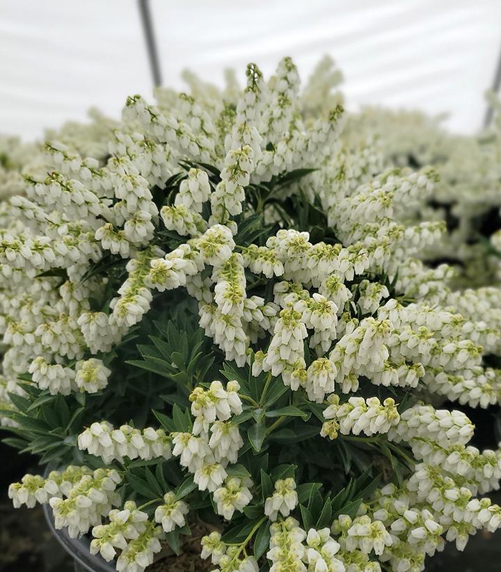 Pieris jap. var yak. 'Prelude'