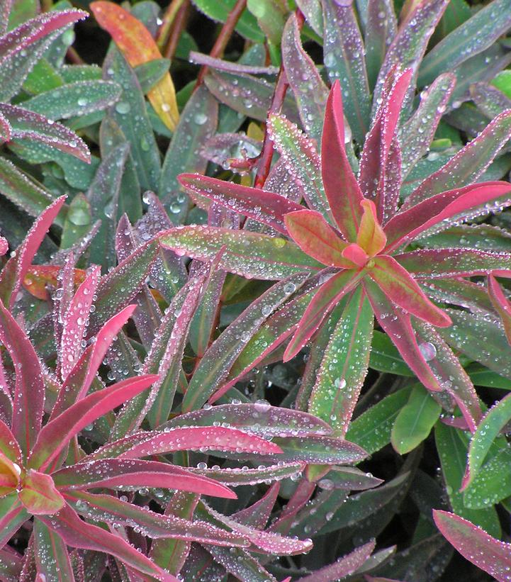 Euphorbia polychroma 'Bonfire'
