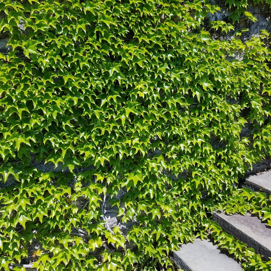 Parthenocissus quinquefolia 