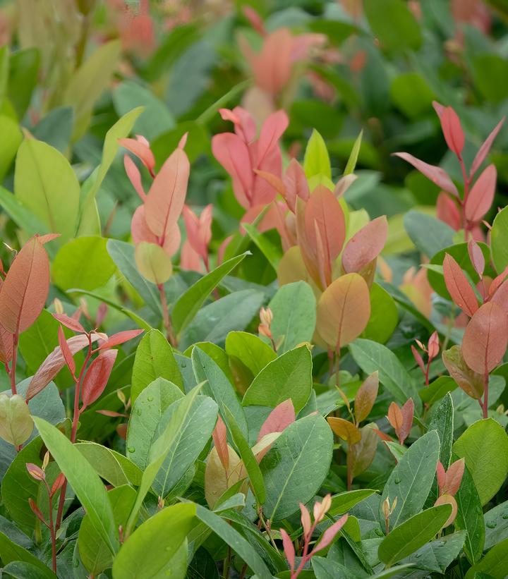 Leucothoe axillaris Lucky Leu®