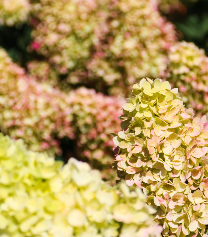 Hydrangea paniculata Dragon Baby™