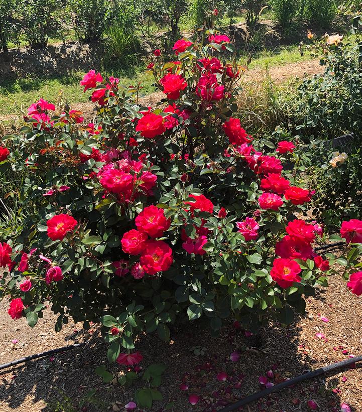 Rosa Cinnamon Hearts™