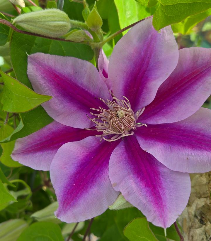 Clematis x Boulevard® Poseidon™