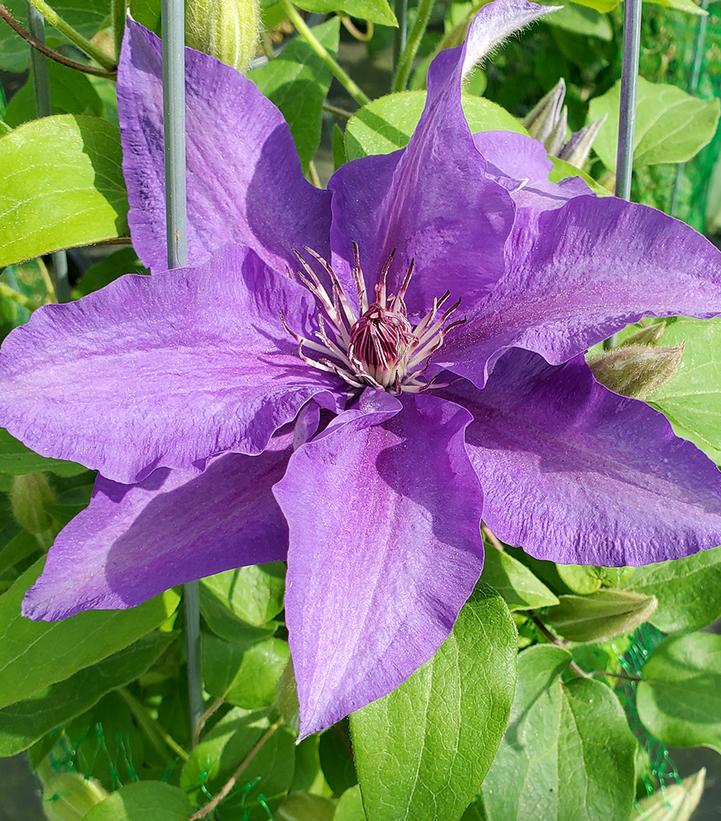 Clematis x Lindsay™