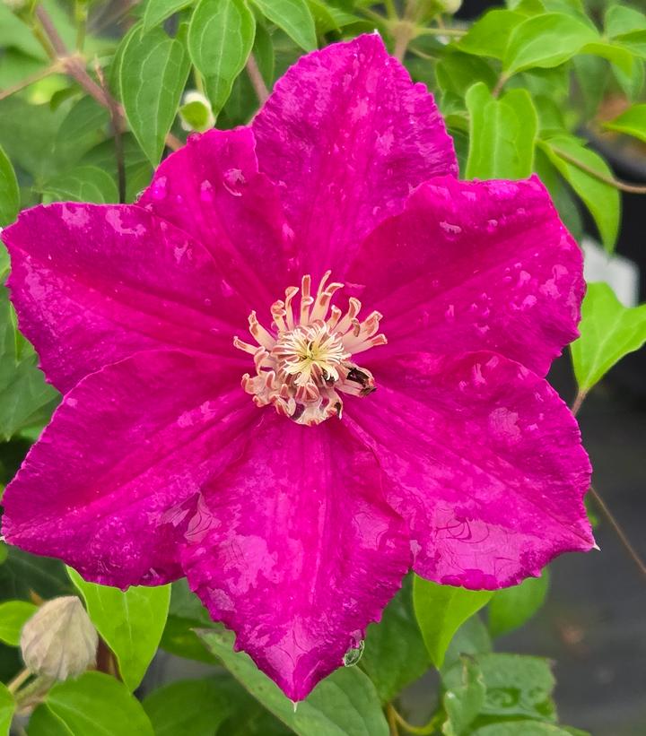 Clematis x 'Rouge Cardinal'