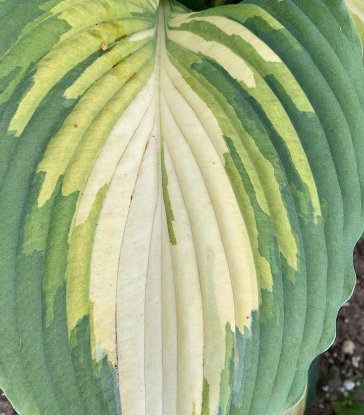 Hosta hybrid Shadowland® 'Love Story'