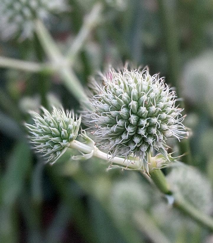 Eryngium yuccifolium 