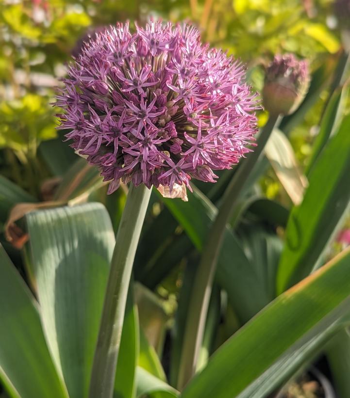 Allium x 'Party Balloons'