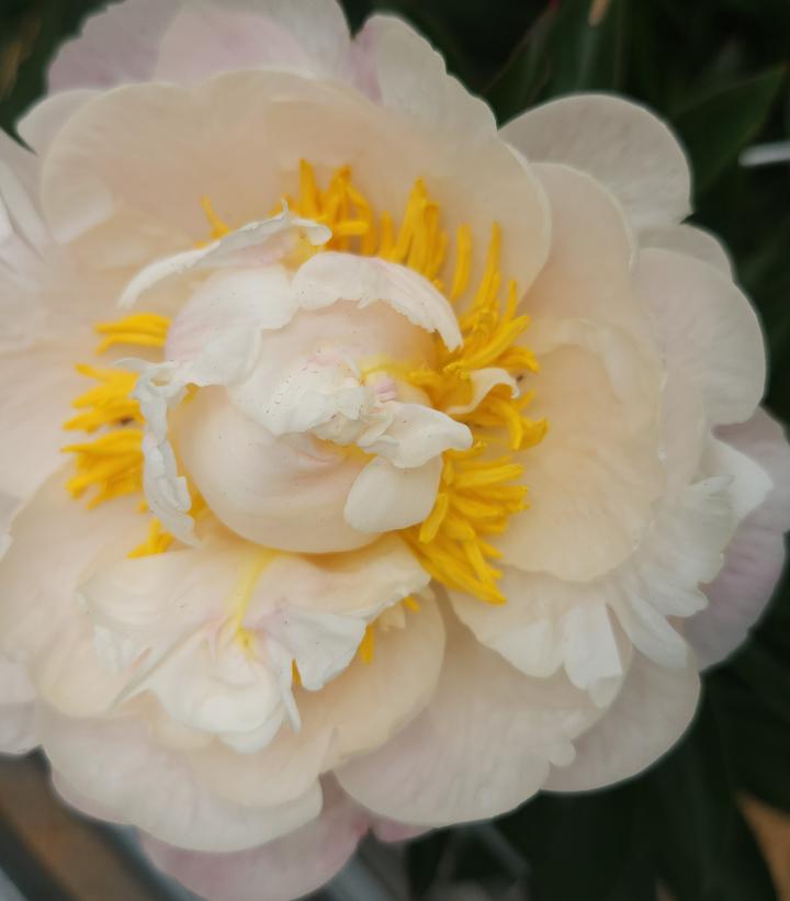 Paeonia lactiflora 'Gardenia'