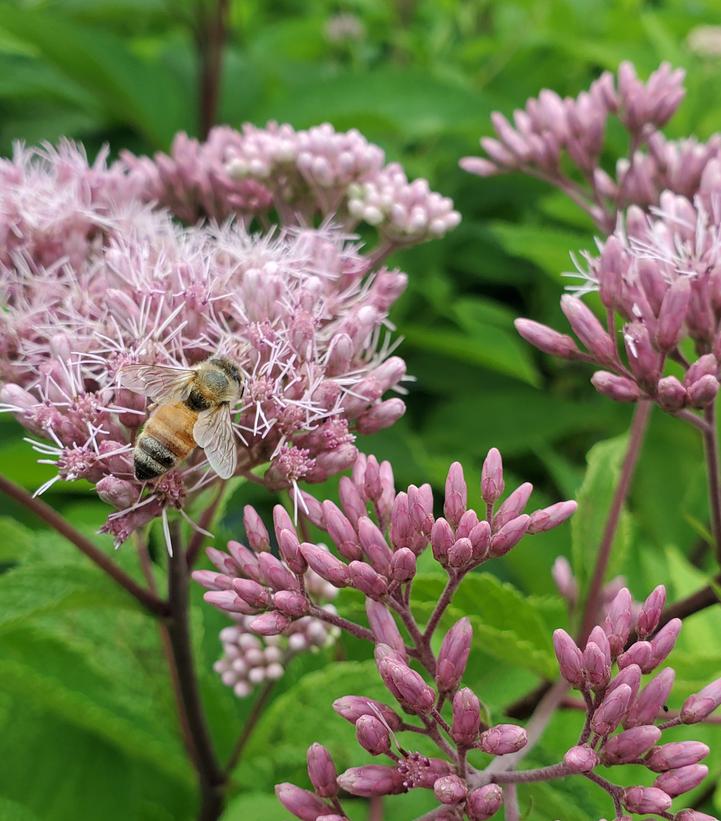 Eupatorium maculatum 