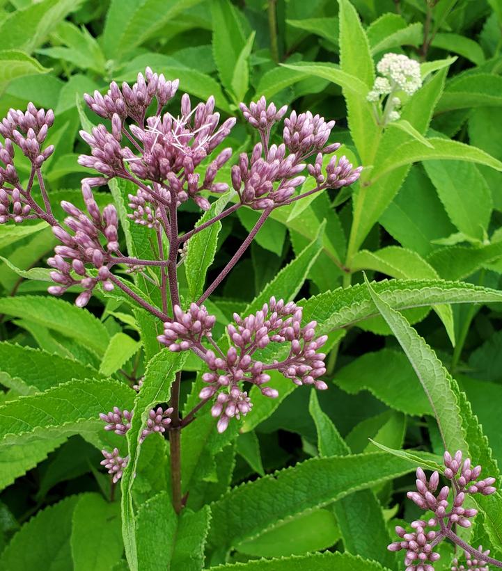 Eupatorium purpureum 