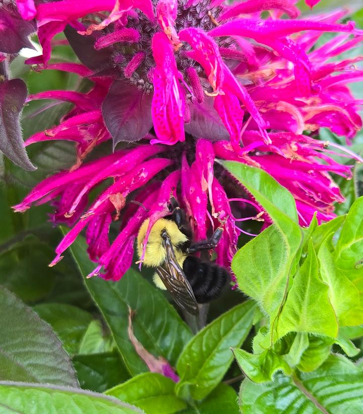 Monarda hybrid 'Leading Lady Pink'