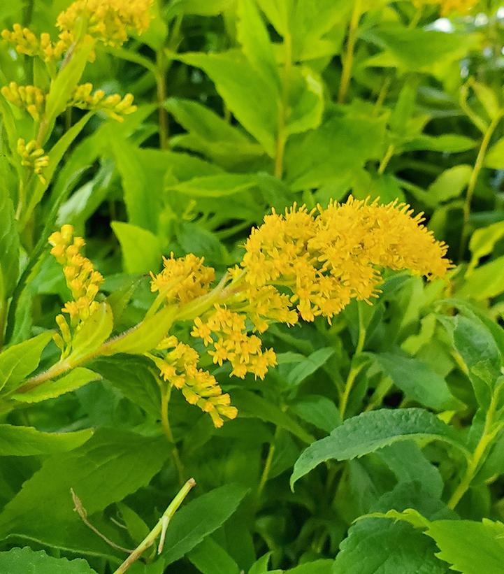 Solidago rugosa 