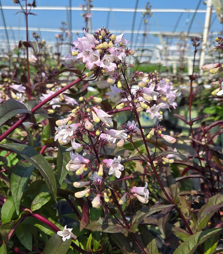 Penstemon digitalis Husker Red