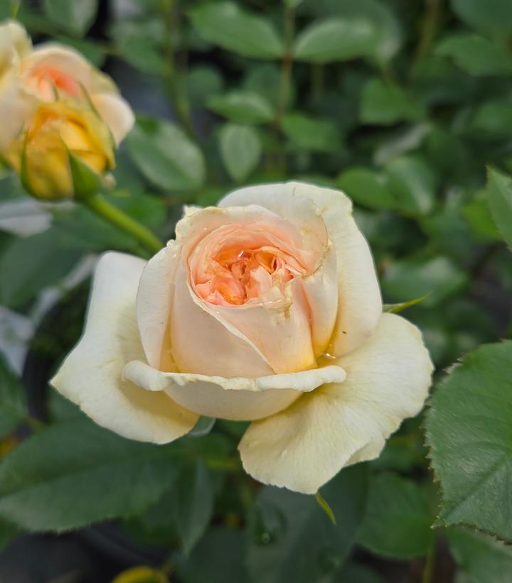 Rosa Showpiece™ Champagne