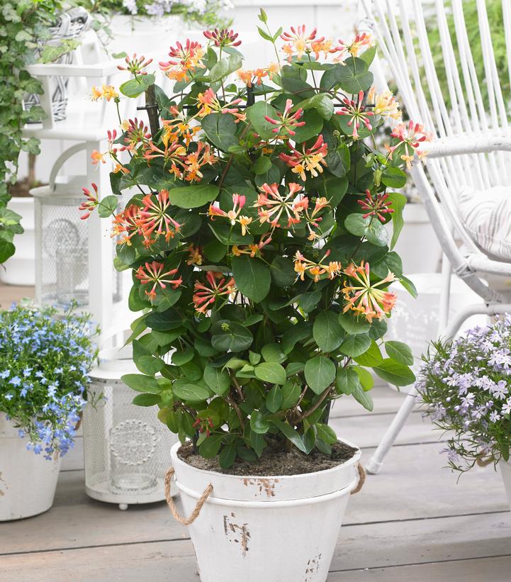 Lonicera x 'Coral Star'