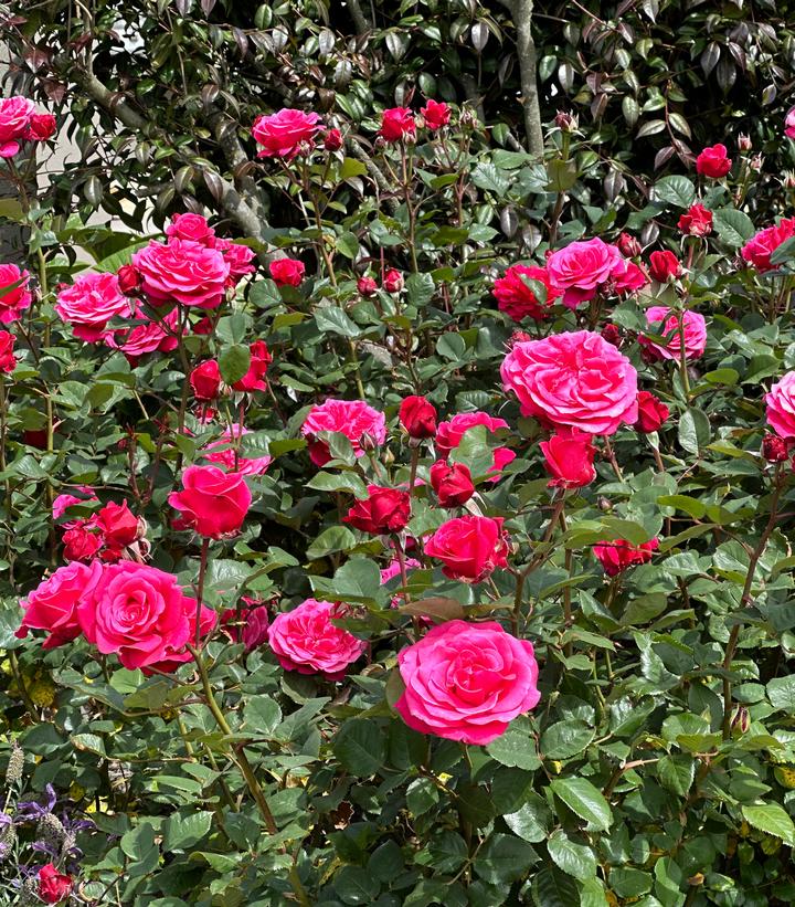 Rosa Showpiece™ Lipstick