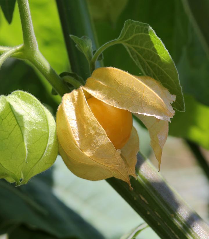 Physalis pruinosa 