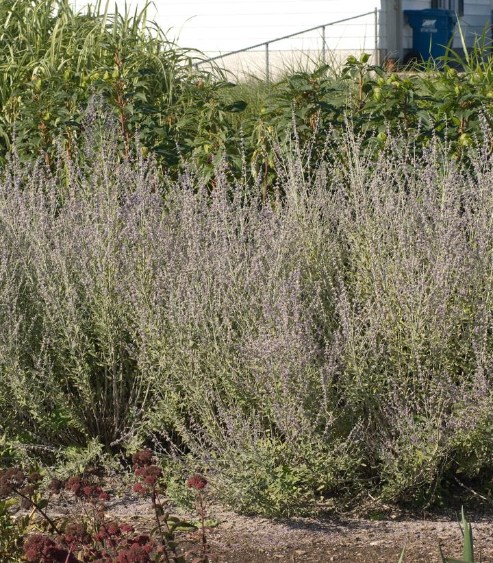 Perovskia 'Little Spire'