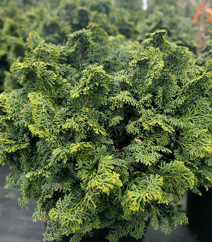 Chamaecyparis obtusa 'Kosteri'